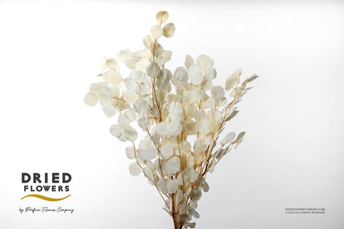 Populus criogenat albit