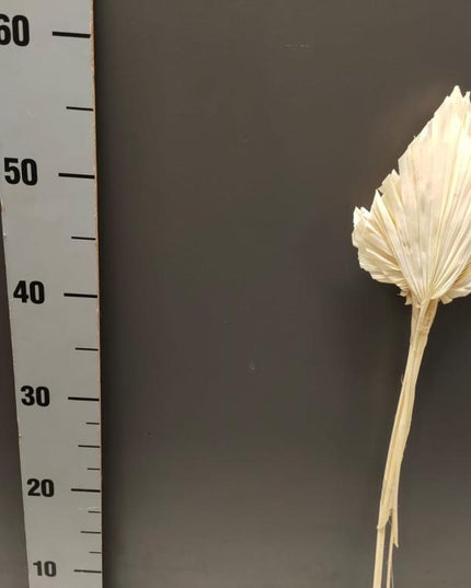 FRUNZE USCATE DE PALMIER S/5