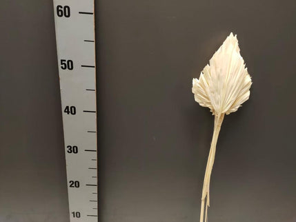 FRUNZE USCATE DE PALMIER S/5