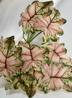 Verdeata artificiala Philodendron roz