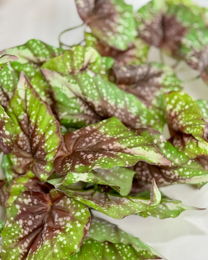 Verdeata artificiala Caladium maro-verde