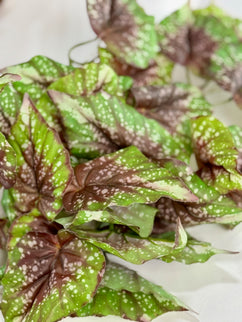 Verdeata artificiala Caladium maro-verde