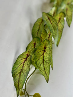 Verdeata artificiala curgatoare Hoya