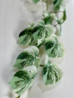 Verdeata artificiala curgatoare Monstera variegata