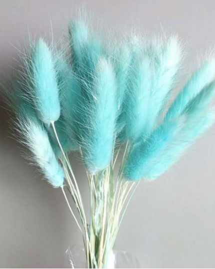 Lagurus S/60 turcoaz