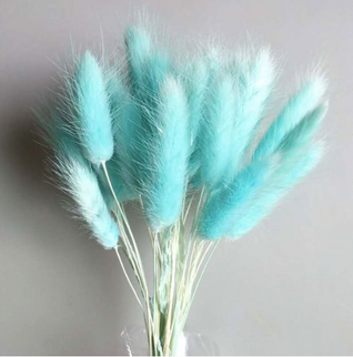 Lagurus S/60 turcoaz