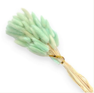 Lagurus S/60 verde menta