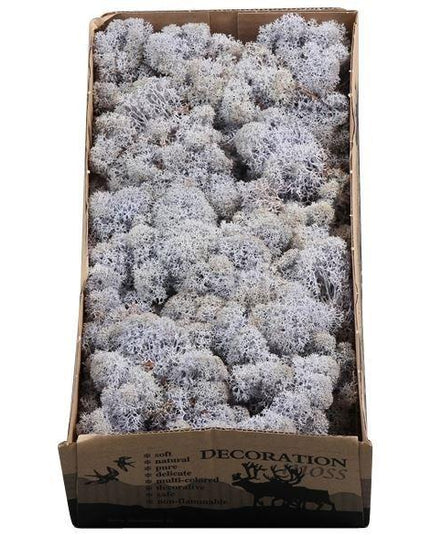 Licheni conservati Lavander 500G