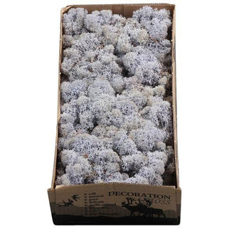Licheni conservati Lavander 500G