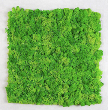 Gradina verticala licheni 50X50cm