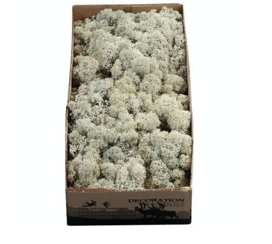 Licheni conservati Grijs 500G