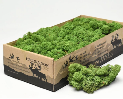 Licheni conservati Medium Green 500G