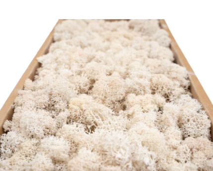 Licheni conservati Natural 500G