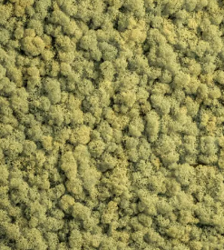 Licheni conservati Oudgroen 500G