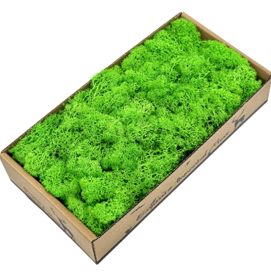 Licheni conservati Grass Green Light 500G