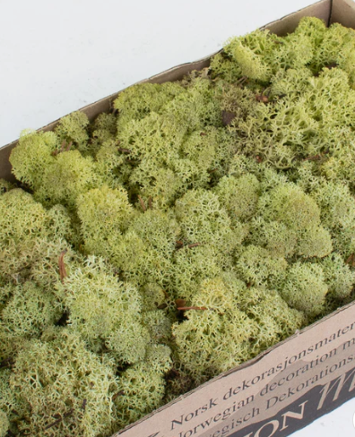 Licheni conservati Old Green 500G