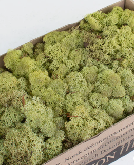 Licheni conservati Old Green 500G