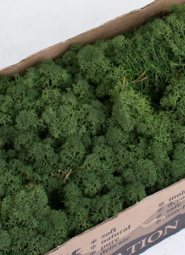 Licheni conservati Pine Green 500G