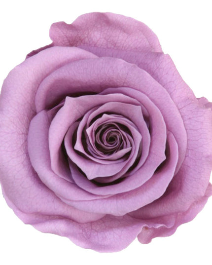 Trandafir criogenat Ø5.5-6cm lila