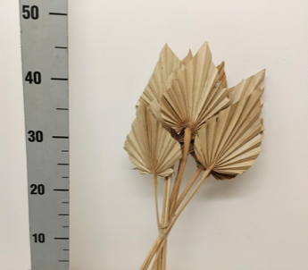 FRUNZE USCATE DE PALMIER maro S/10