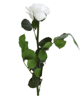 Trandafir criogenat tija 27cm Ø3.5-4.5cm alb