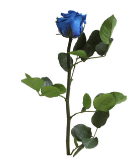 Trandafir criogenat tija 27cm Ø3.5-4.5cm albastru inchis