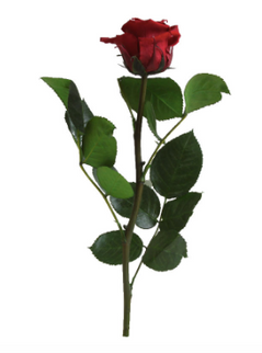 Trandafir criogenat tija 27cm Ø3.5-4.5cm burgundy