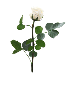 Trandafir criogenat tija 27cm Ø3.5-4.5cm champagne