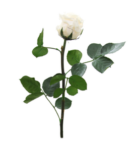 Trandafir criogenat tija 27cm Ø3.5-4.5cm champagne