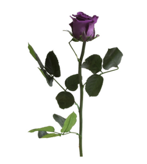 Trandafir criogenat tija 27cm Ø3.5-4.5cm violet