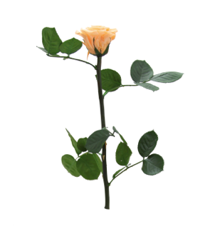 Trandafir criogenat tija 27cm Ø3.5-4.5cm piersica