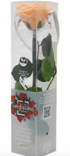 Trandafir criogenat tija 27cm Ø3.5-4.5cm piersica