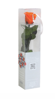 Trandafir criogenat tija 27cm Ø3.5-4.5cm portocaliu