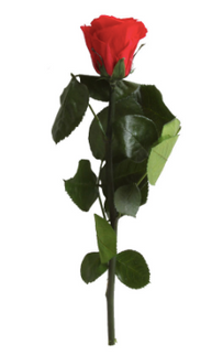 Trandafir criogenat tija 27cm Ø3.5-4.5cm rosu