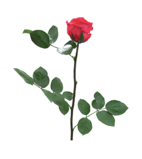 Trandafir criogenat tija 27cm Ø3.5-4.5cm roz inchis