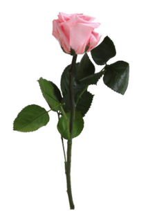 Trandafir criogenat tija 27cm Ø3.5-4.5cm roz pal