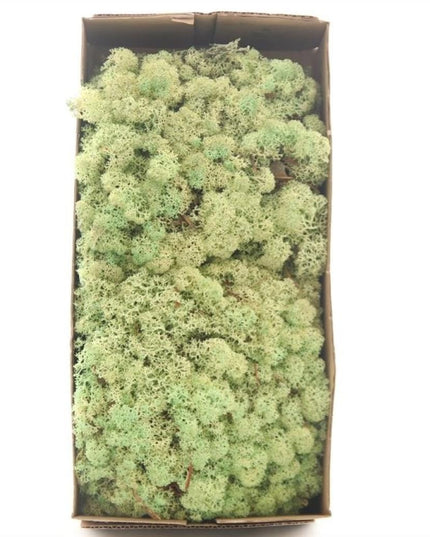 Licheni conservati Mint Groen 500G