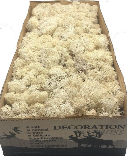 Licheni conservati Misty white 500G