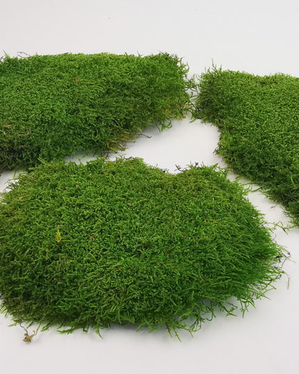 Muschi conservat plat 2,5kg