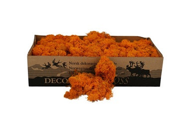 Licheni conservati Orange-Autumn 500G