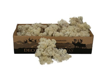 Licheni conservati Misty white 500G