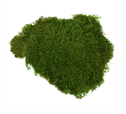 Muschi plat conservat 500gr