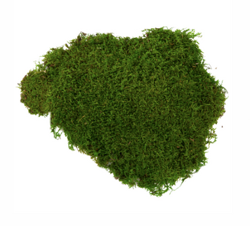 Muschi plat conservat 500gr