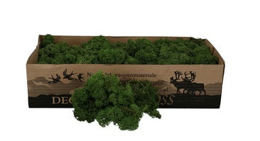 Licheni conservati verde inchis