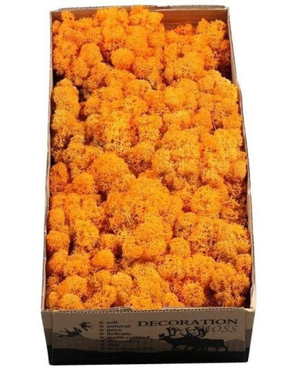 Licheni conservati Orange-Autumn 500G