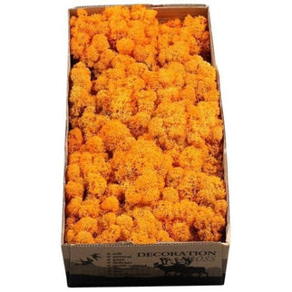 Licheni conservati Orange-Autumn 500G