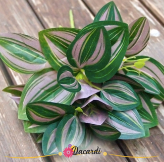 Frunze artificiale Monstera