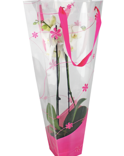 Punga orhidee 12x11x70cm roz