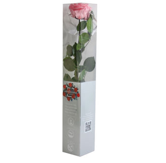 TRANDAFIR CRIOGENAT TIJA 55CM Ø6.5-8.5CM GIFTBOX ROZ DESCHIS