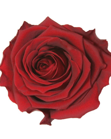 TRANDAFIR CRIOGENAT TIJA 55CM Ø6.5-8.5CM GIFTBOX BURGUNDY